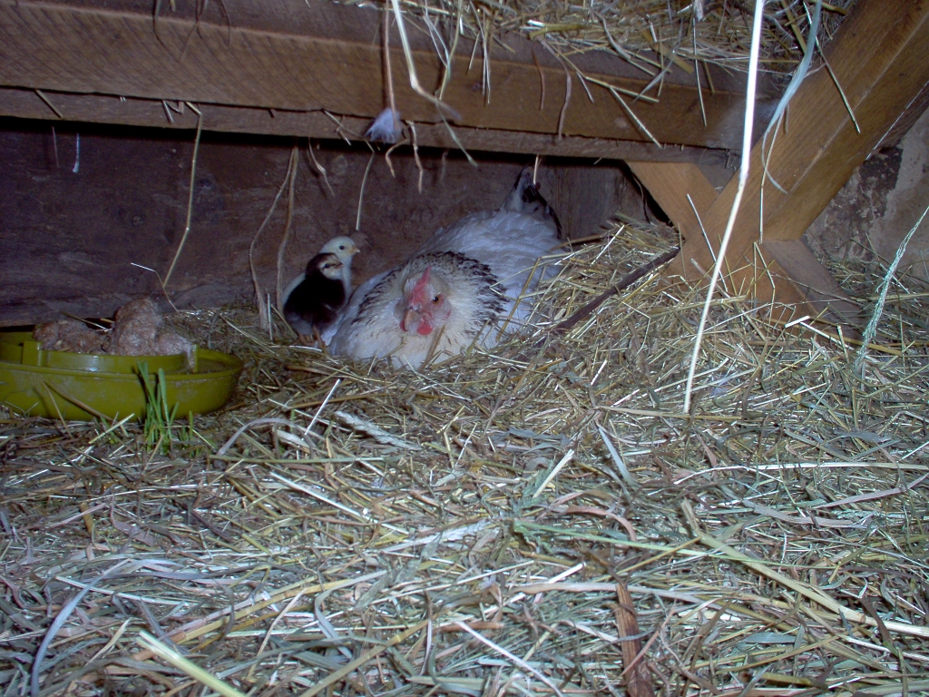 20050720 SUSSEX LIGHT HEN WITH NEWLY HATCHED CHICKS.jpg